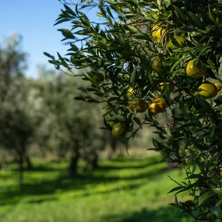 Farm stay Costantino Maida