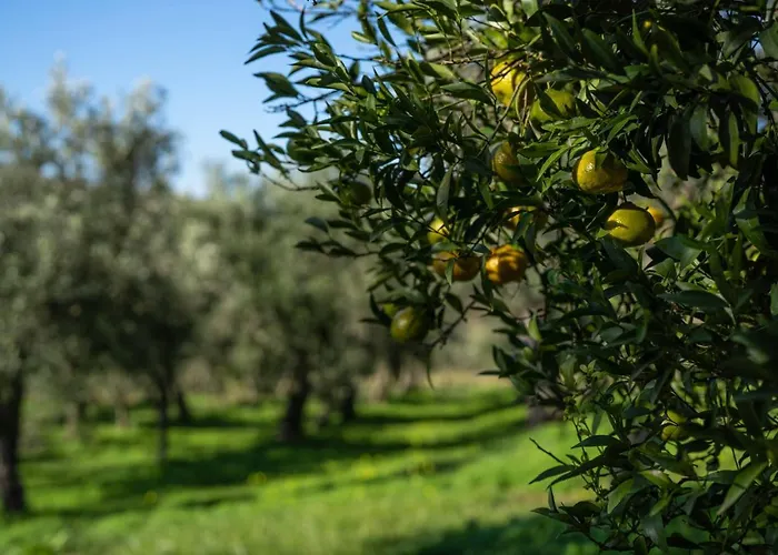 Alojamento de Turismo Rural Costantino Maida